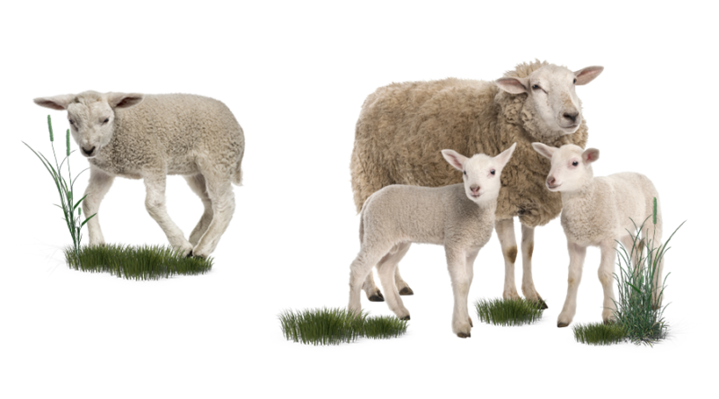 vendita carne ovina