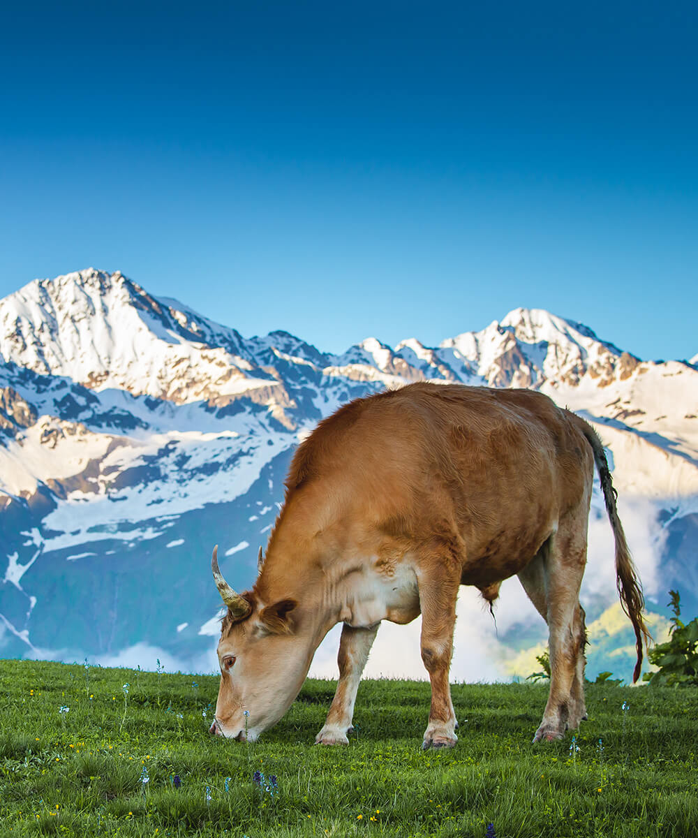vendita carne bovina cuneo vendita carne bovina cuneo
