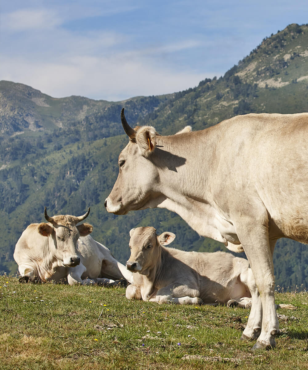 allevamenti bovini piemontesi allevamenti bovini piemontesi