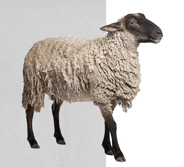 vendita carne ovina