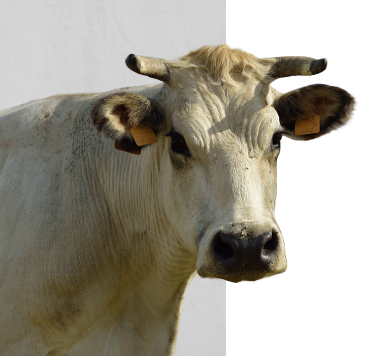 vendita carne bovina cuneo