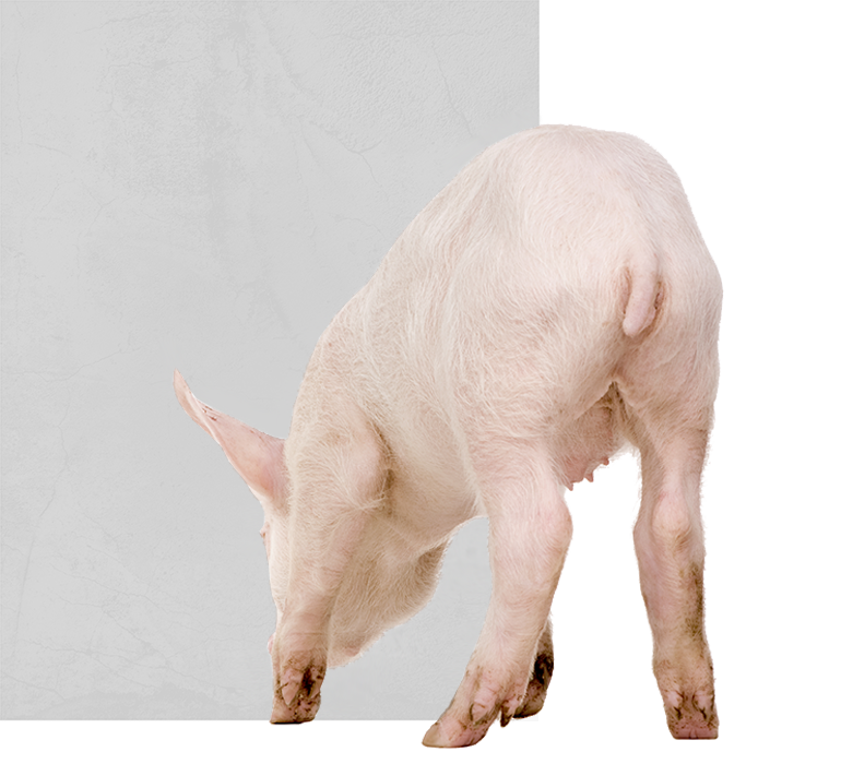 vendita carne suina cuneo