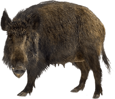 selvaggina_cinghiale